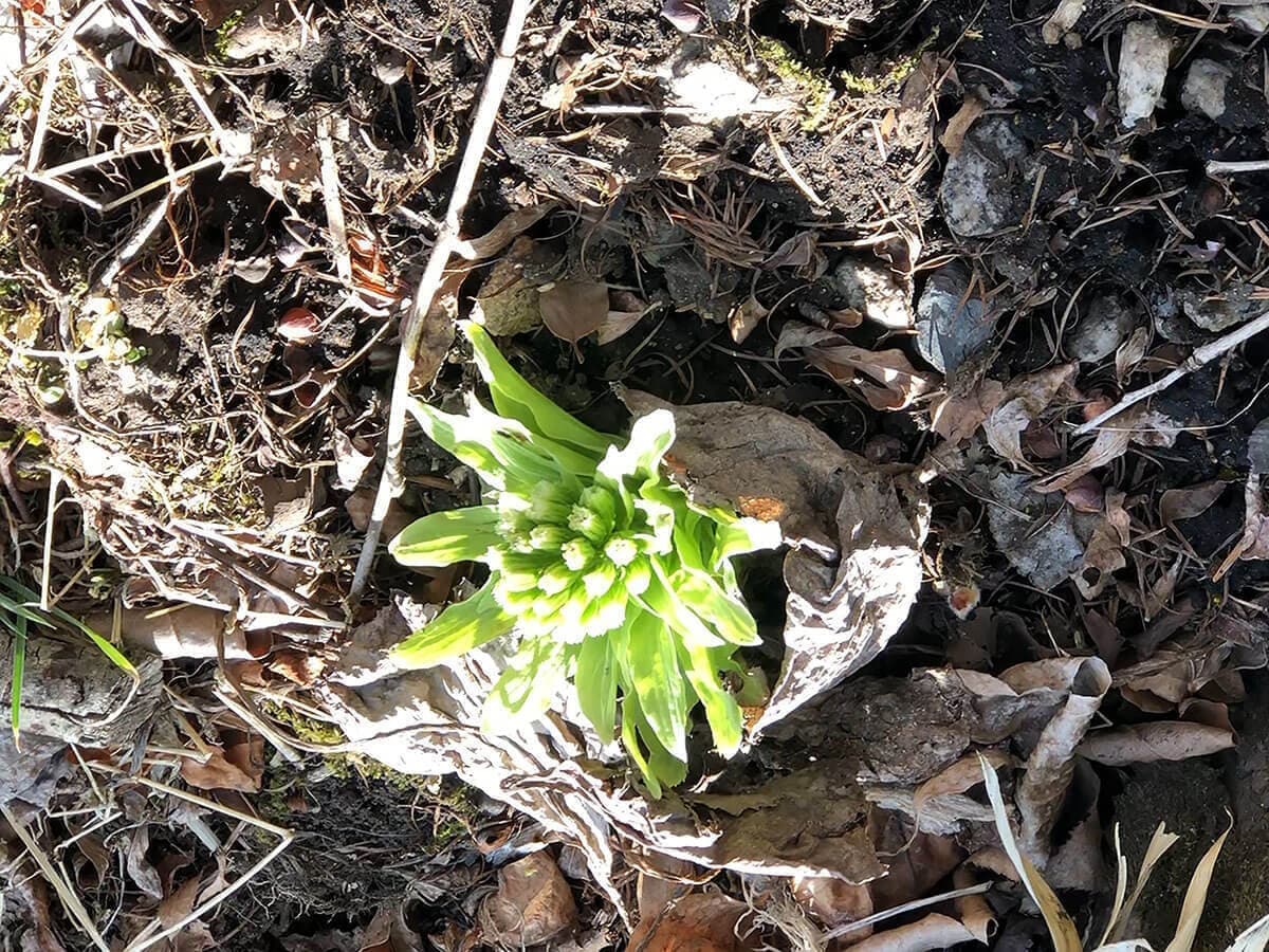 八ヶ岳｜アトリエクー